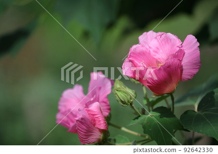 象徵日本之美的花 92642330