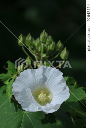 象徵日本之美的花 象徵日本之美的花 92642334