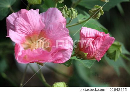 象徵日本之美的花 象徵日本之美的花 92642355