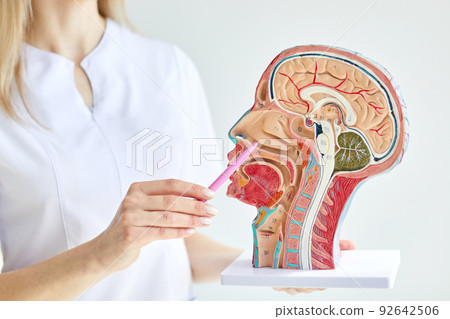 Otolaryngologist consultation. ENT doctor using throat anatomical model to analyzing patient ear, nose, and throat problems Otolaryngologist consultation. ENT doctor using throat anatomical model to analyzing patient ear, nose, and throat problems 92642506