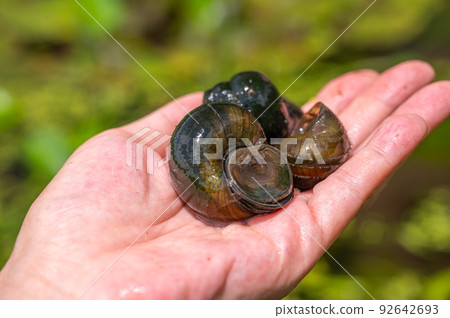 big snail big snail 92642693