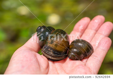 big snail big snail 92642694