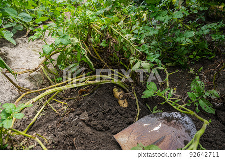 potatoes dug up in the field 92642711