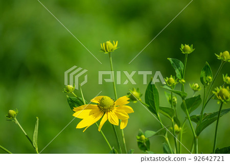 yellow Jerusalem artichoke flower yellow Jerusalem artichoke flower 92642721