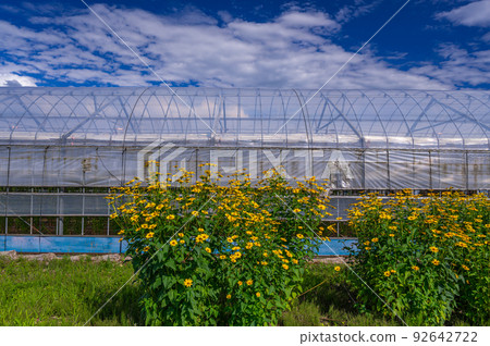 Jerusalem artichoke flowers blooming in front of the vinyl house Jerusalem artichoke flowers blooming in front of the vinyl house 92642722