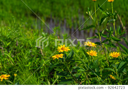 黃色菊芋花 92642723