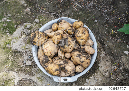菜園收穫的土豆 92642727