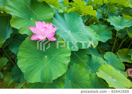 Pure lotus flowers [Azumino] 92642889