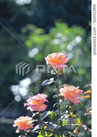 Queen of flowers Queen of flowers 92642969