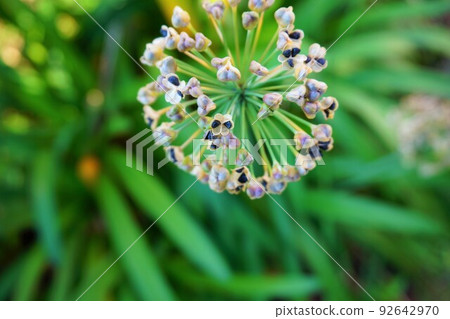 Garlic seeds, black seeds, ripe fruits Garlic seeds, black seeds, ripe fruits 92642970