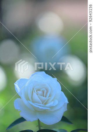 Queen of flowers 92643156