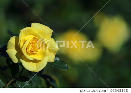 花的女王 花的女王 92643158