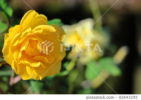 花的女王 花的女王 92643295