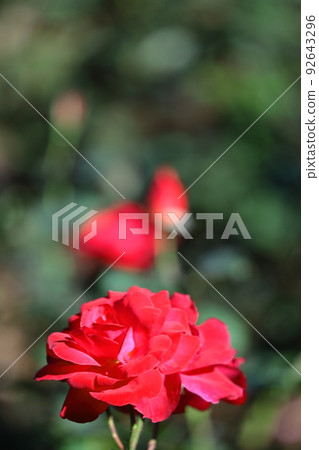 Queen of flowers 92643296