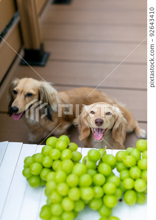 Kaninhen Ducks Shine Muscat Grapes 92643410