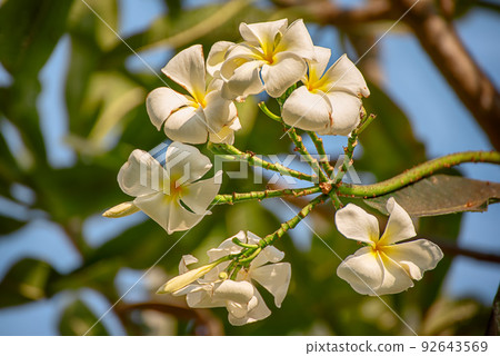 White plumaria flowers White plumaria flowers 92643569