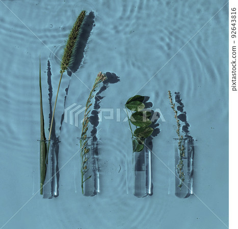 alternative herb medicine with herbal the organic natural in the lab on water surface. Science cosmetic laboratory concept. Cosmetology research alternative herb medicine with herbal the organic natural in the lab on water surface. Science cosmetic laboratory concept. Cosmetology research 92643816