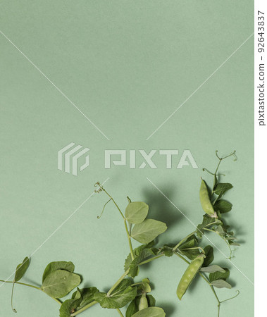 fresh green pea pods and peas on the green background fresh green pea pods and peas on the green background 92643837