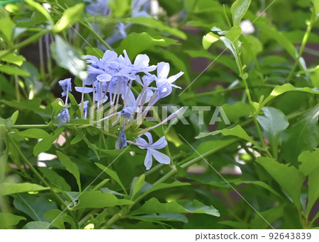 花園裡盛開著美麗的花朵 花園裡盛開著美麗的花朵 92643839