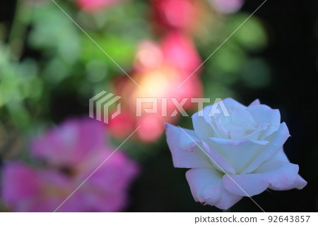 花的女王 花的女王 92643857
