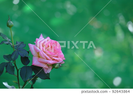 Queen of flowers 92643864