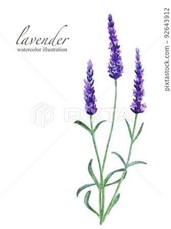 Lavender watercolor illustration illustration with flowers and leaves 92643912