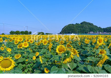 Sunflowers at Kasaoka Roadside Station Bay Farm 92644103
