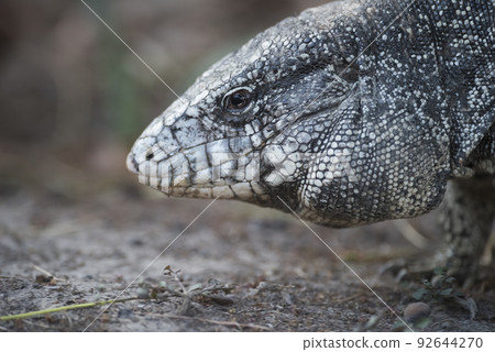 Argentine Black and white Tegu Lizard,Pantanal,Brazil 92644270