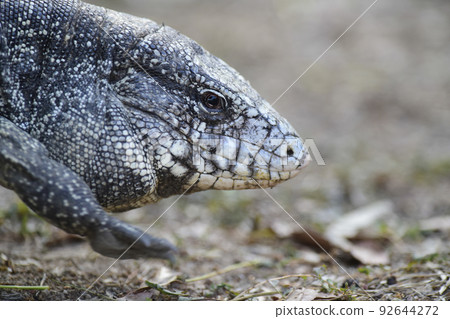 Argentine Black and white Tegu Lizard,Pantanal,Brazil 92644272