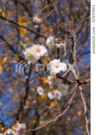 雙櫻花 櫻花 櫻花 春天 雙櫻花 櫻花 櫻花 春天 92644801