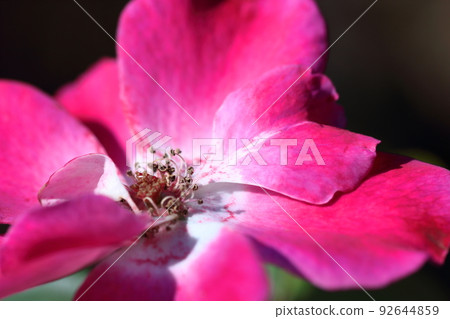 Queen of flowers 92644859