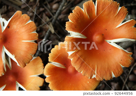 Amanita from above 92644956
