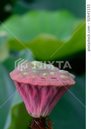Fruit of Oga lotus 92645155