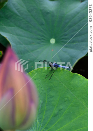 Orthetrum albis and Hass 92645278