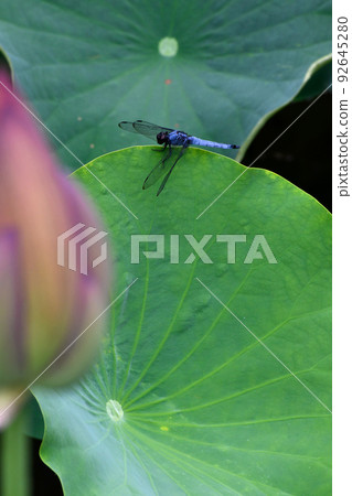 Orthetrum albis and Hass Orthetrum albis and Hass 92645280