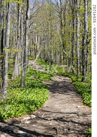 Springtime in the forest, Klak hill, Slovakia 92645282