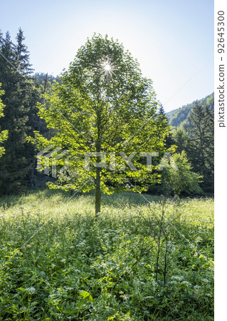 Sunny morning in Janosik Holes, Little Fatra, Slovakia 92645300