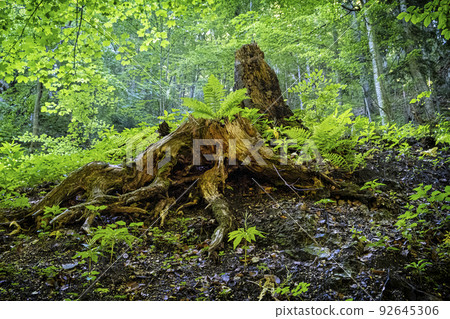 Dead tree, Janosik Holes, Little Fatra, Slovakia 92645306