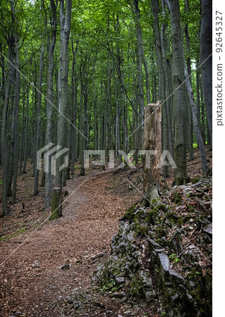 Footpath in deciduous forest, Little Carpathians, Slovakia Footpath in deciduous forest, Little Carpathians, Slovakia 92645327