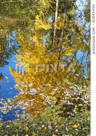 Autumn scenery in arboretum Tesarske Mlynany, Slovakia Autumn scenery in arboretum Tesarske Mlynany, Slovakia 92645450