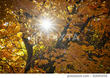 Autumn scenery in arboretum Tesarske Mlynany, Slovakia Autumn scenery in arboretum Tesarske Mlynany, Slovakia 92645456