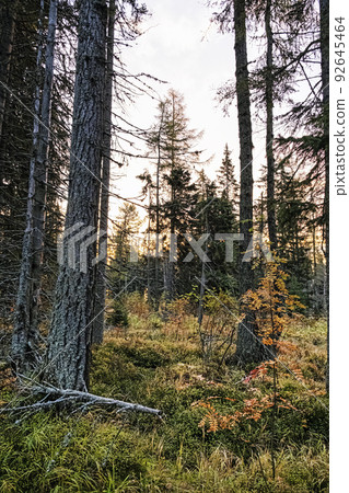 Coniferous forest, High Tatras mountains, Slovakia, autumn scene Coniferous forest, High Tatras mountains, Slovakia, autumn scene 92645464