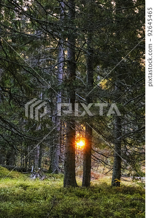 Coniferous forest, High Tatras mountains, Slovakia, sunrise scene Coniferous forest, High Tatras mountains, Slovakia, sunrise scene 92645465