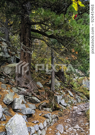 Coniferous forest, High Tatras mountains, Slovakia, autumn scene Coniferous forest, High Tatras mountains, Slovakia, autumn scene 92645468