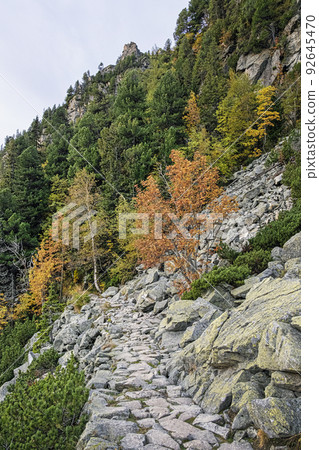 Coniferous forest, High Tatras mountains, Slovakia, autumn scene 92645470