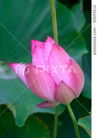 Oga蓮花 Oga蓮花 92645612