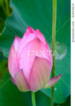Oga蓮花 Oga蓮花 92645614