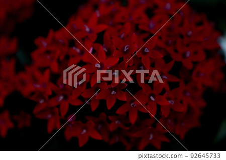 Pentas,實現願望的花 Pentas,實現願望的花 92645733