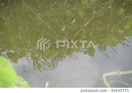 A turtle showing its face in the river 92645775