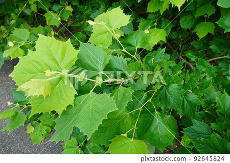 Momiji公共汽車Kakenoki 92645824